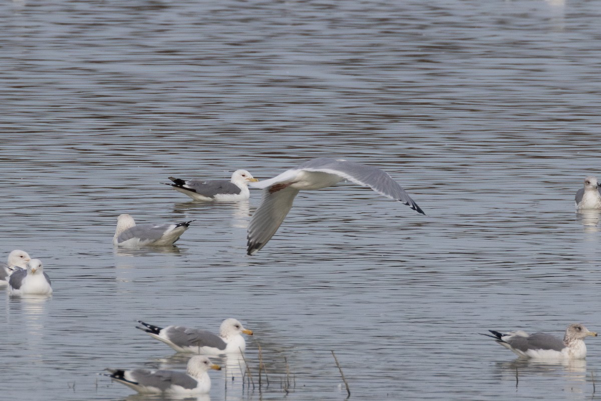 gull sp. - ML650480032