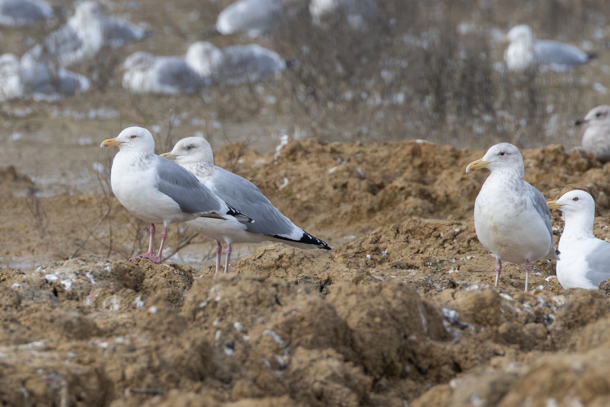 gull sp. - ML650480033