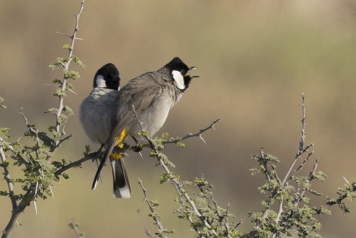 White-eared Bulbul - ML650480061