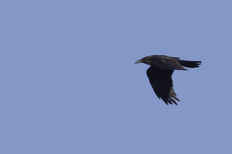 Brown-necked Raven - ML650480069