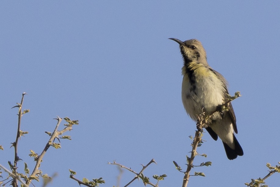 Purple Sunbird - ML650480128