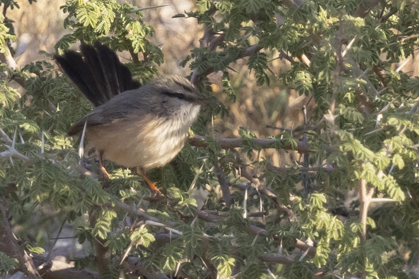 Scrub Warbler (Eastern) - ML650480130