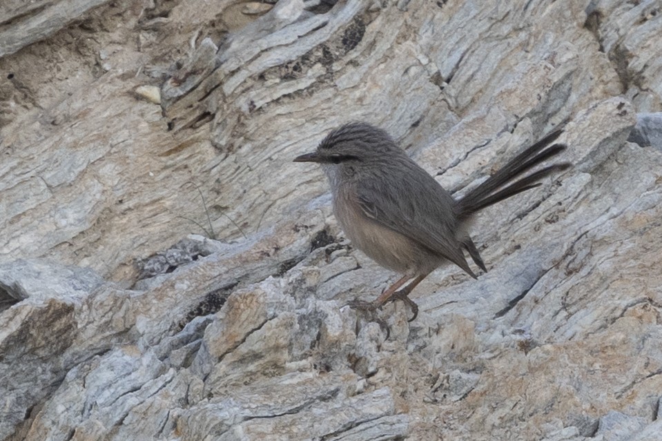 Scrub Warbler (Eastern) - ML650480131