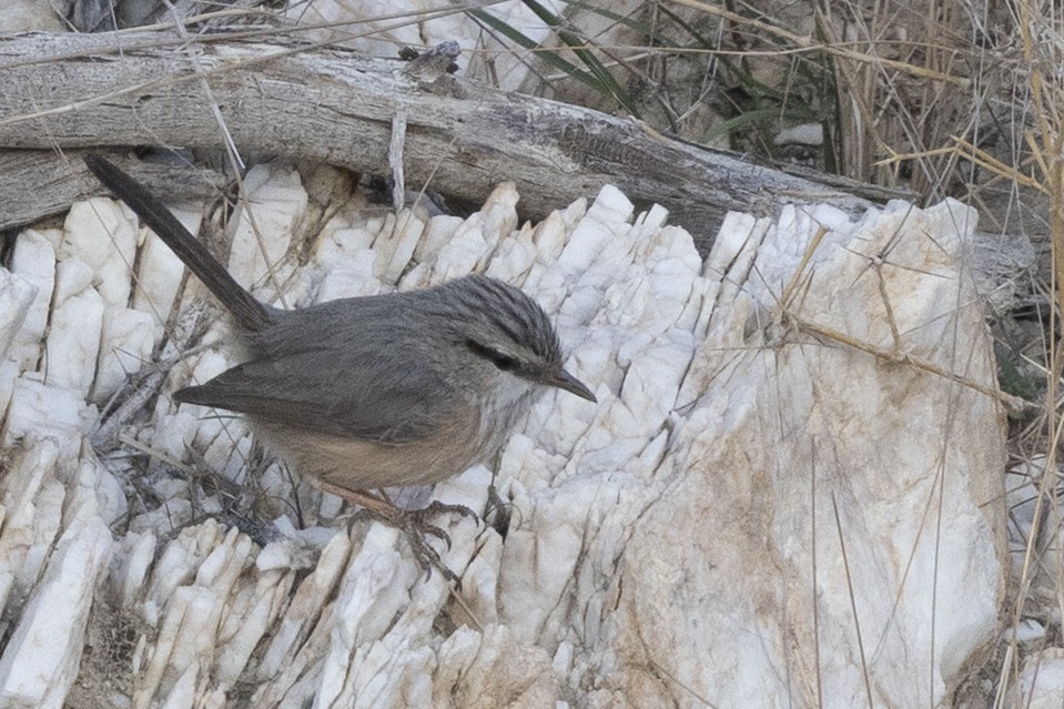 Scrub Warbler (Eastern) - ML650480132