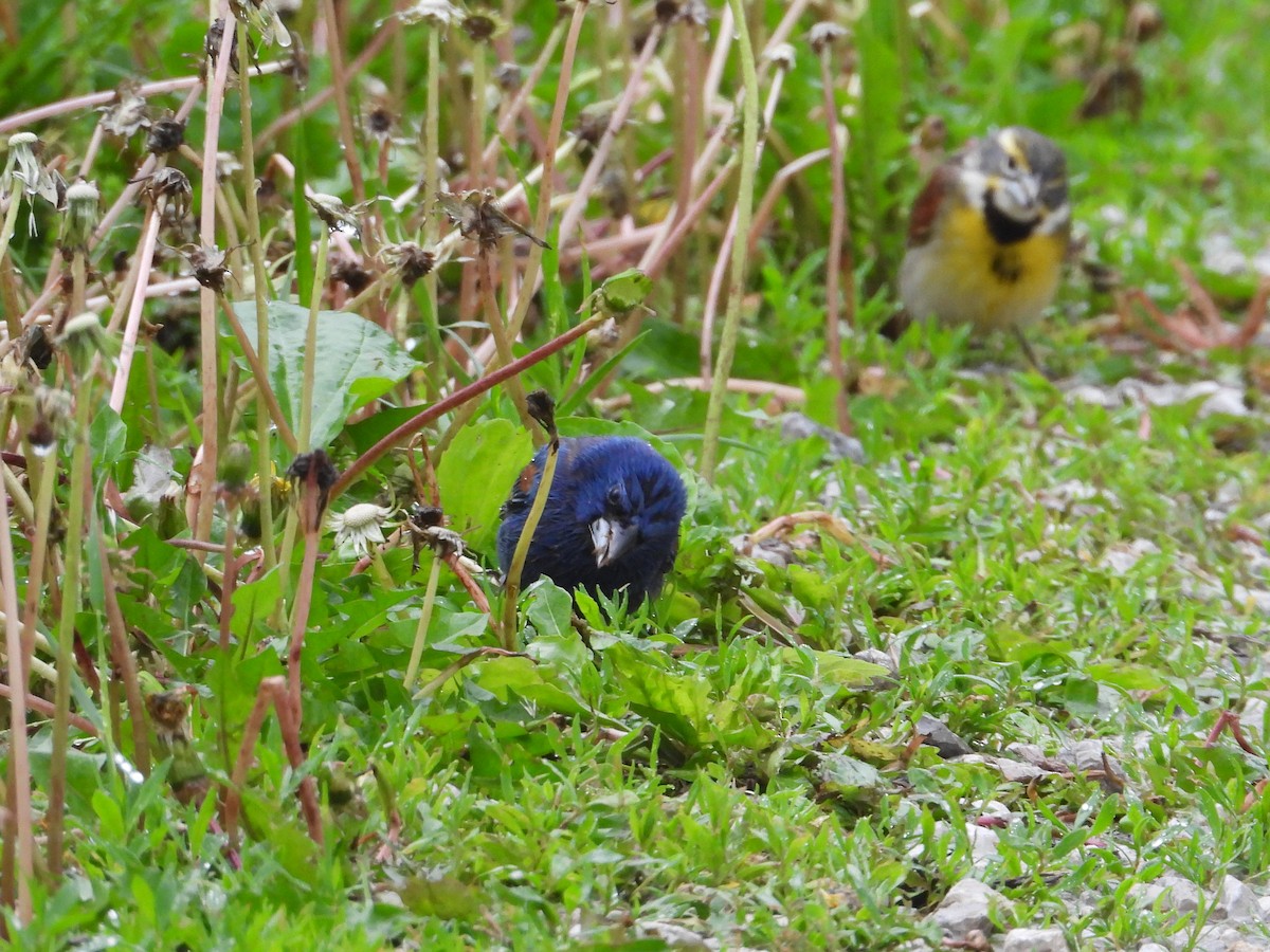 Mavi Çinte - ML650480175