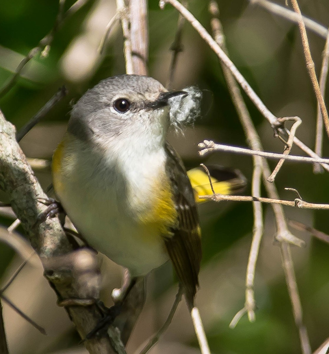 Горихвостковая древесница - ML650480274