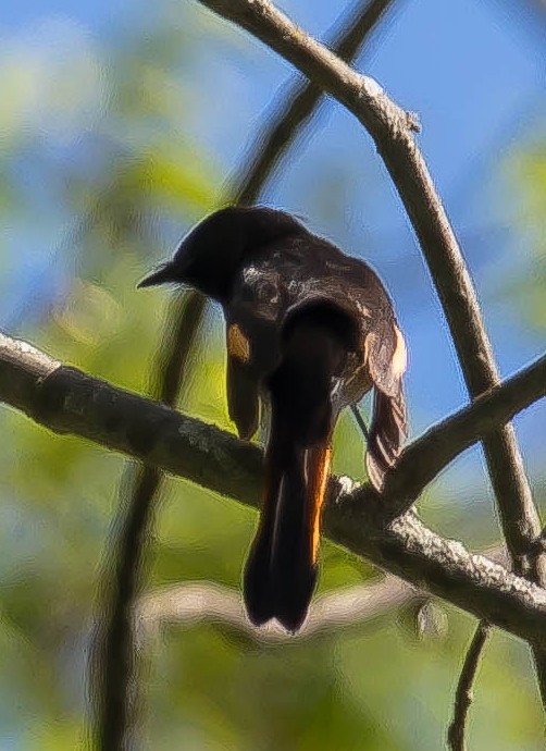 Горихвостковая древесница - ML650480343