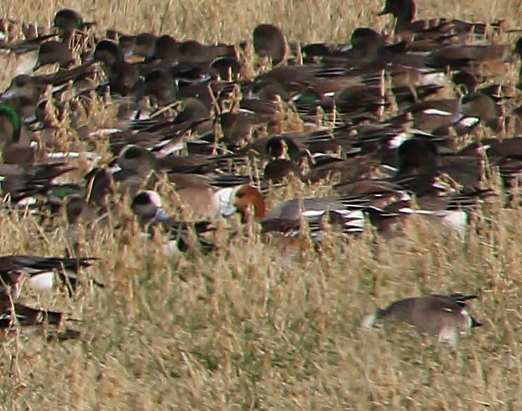Eurasian Wigeon - ML650480354