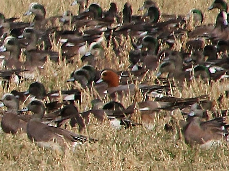 Eurasian Wigeon - ML650480355
