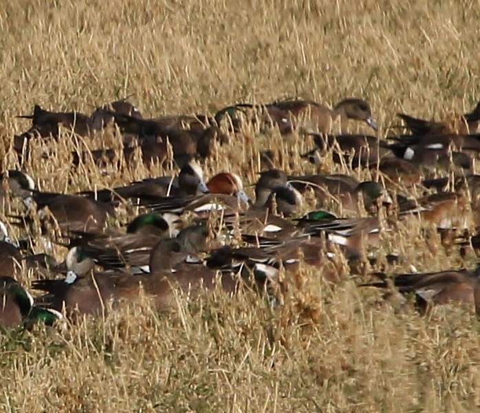 Eurasian Wigeon - ML650480356