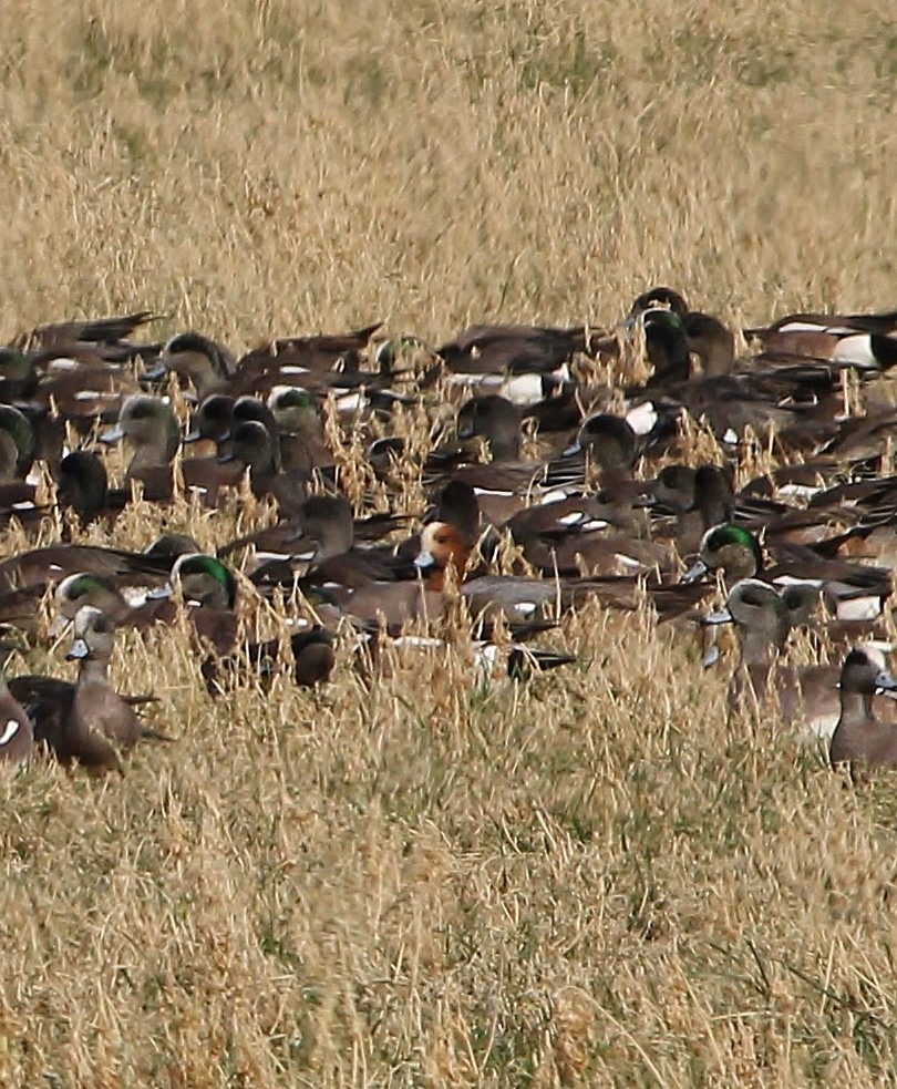 Eurasian Wigeon - ML650480357