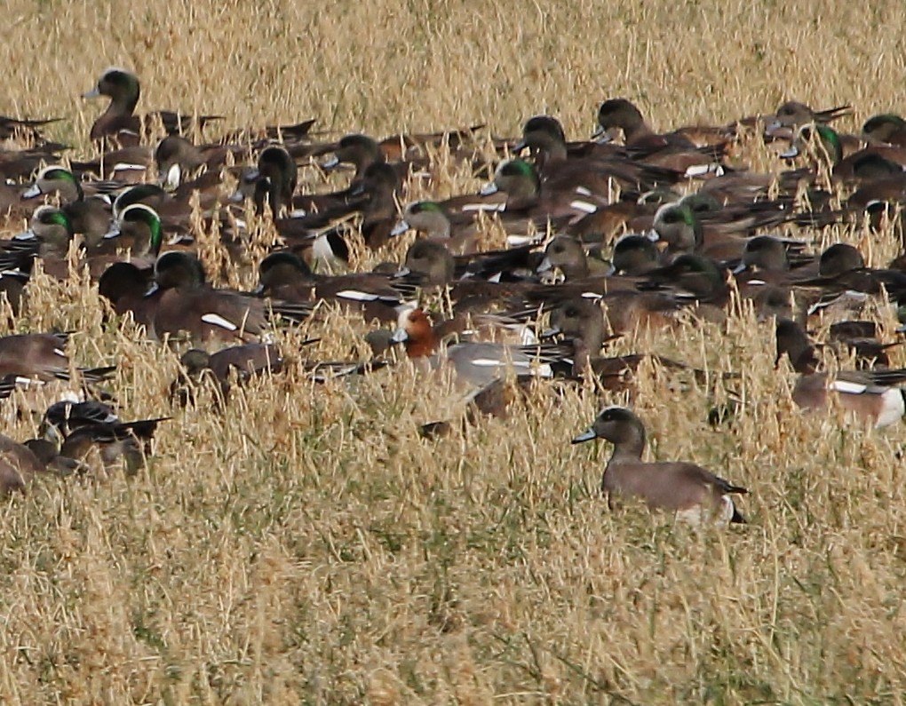 Eurasian Wigeon - ML650480358