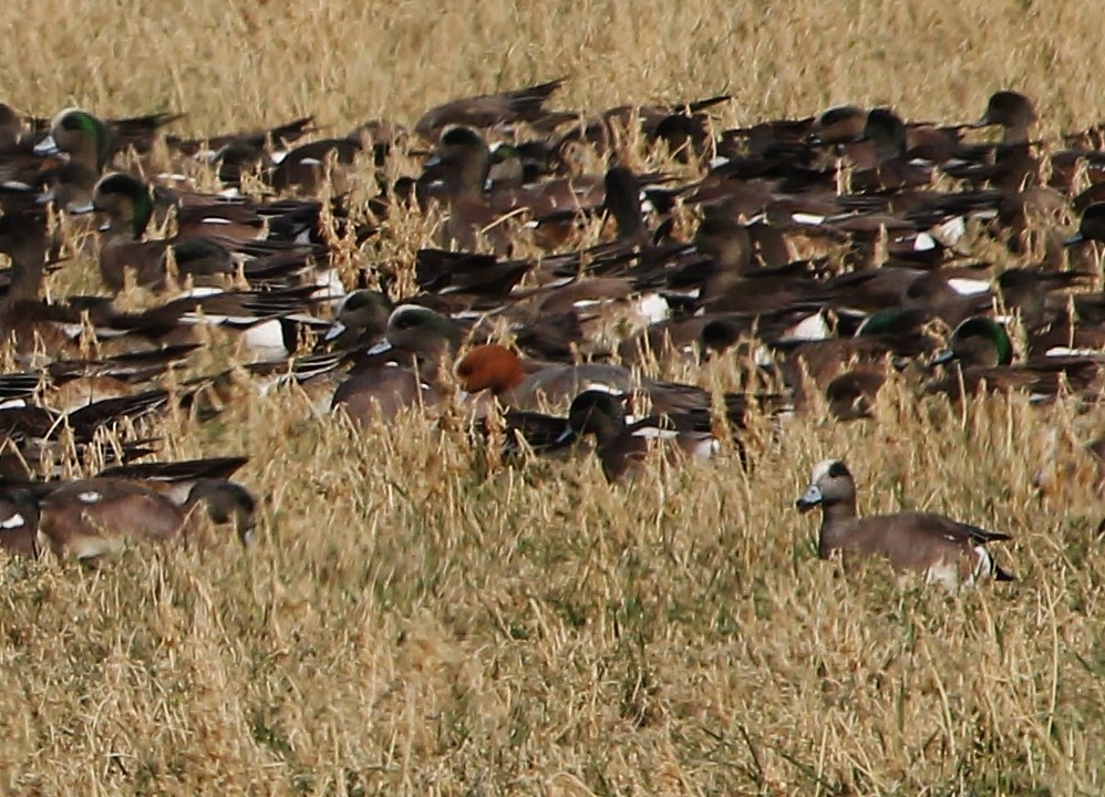 Eurasian Wigeon - ML650480359
