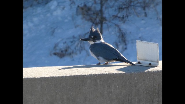 שלדג אמריקני - ML650480367