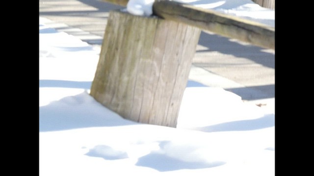 Red-bellied Woodpecker - ML650480415