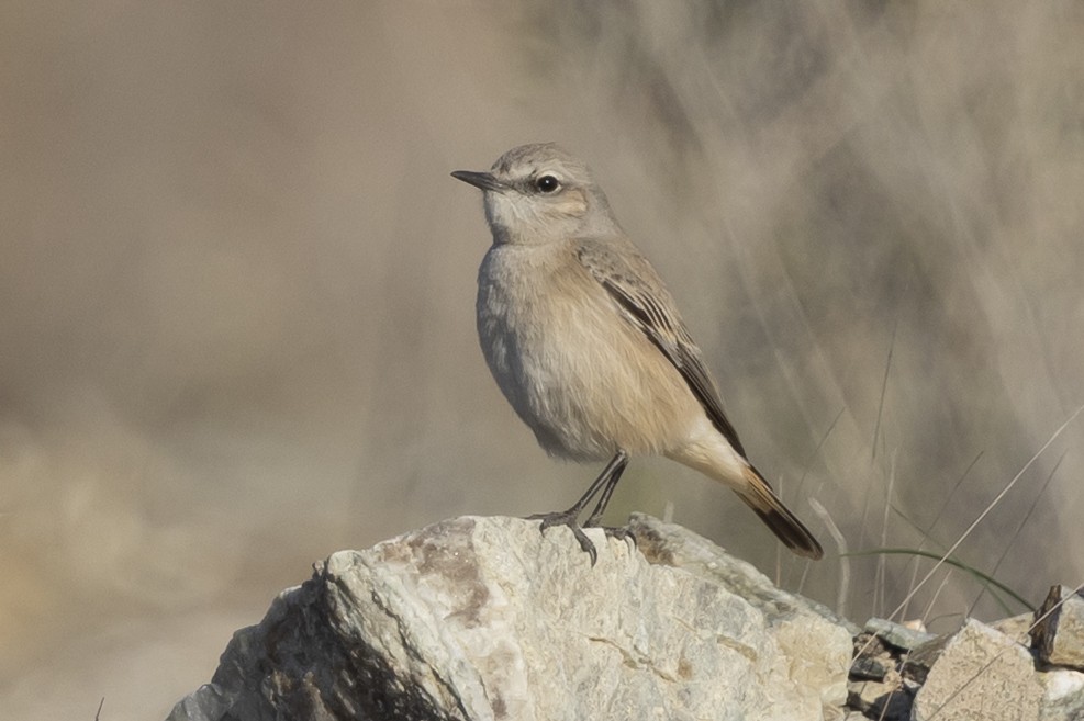 Persian Wheatear - ML650480426