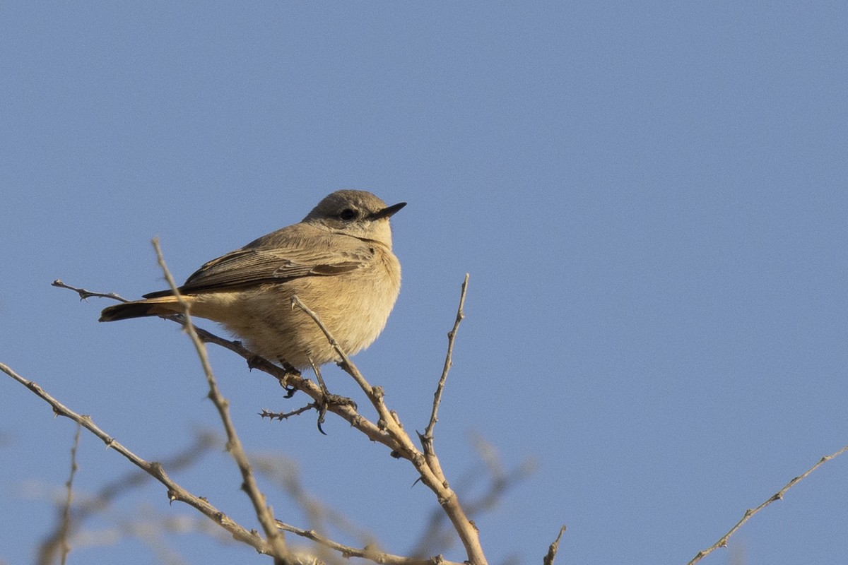 Persian Wheatear - ML650480427