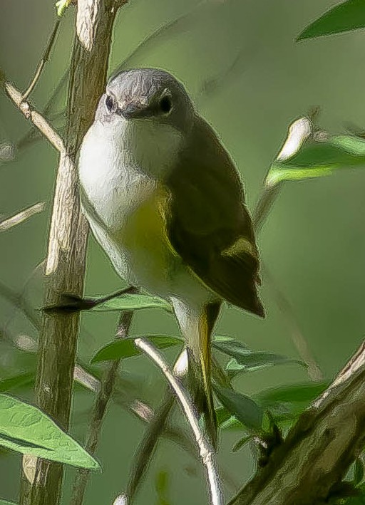 Горихвостковая древесница - ML650480715