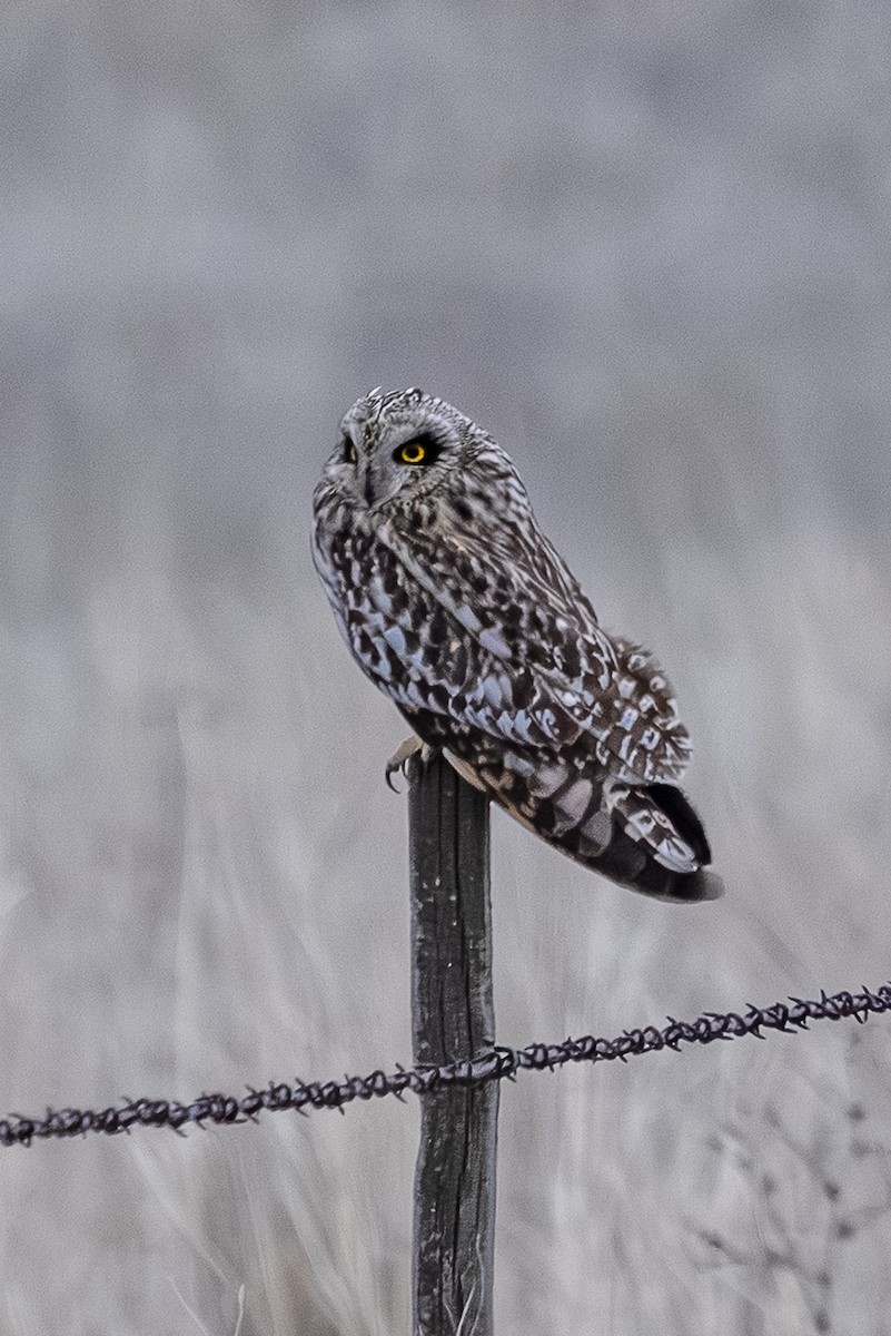 コミミズク - ML650480978