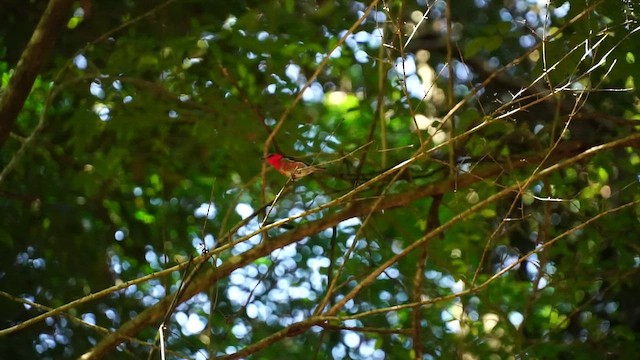 Медовичка червона - ML650480980