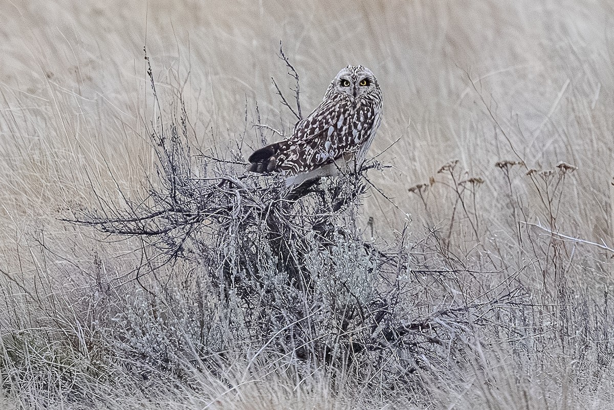 コミミズク - ML650480981