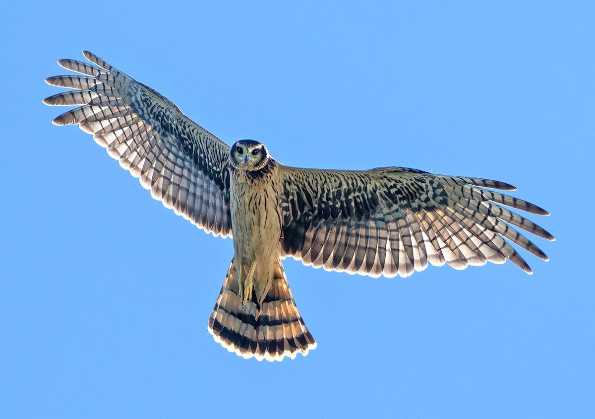 ハネナガチュウヒ - ML650481013