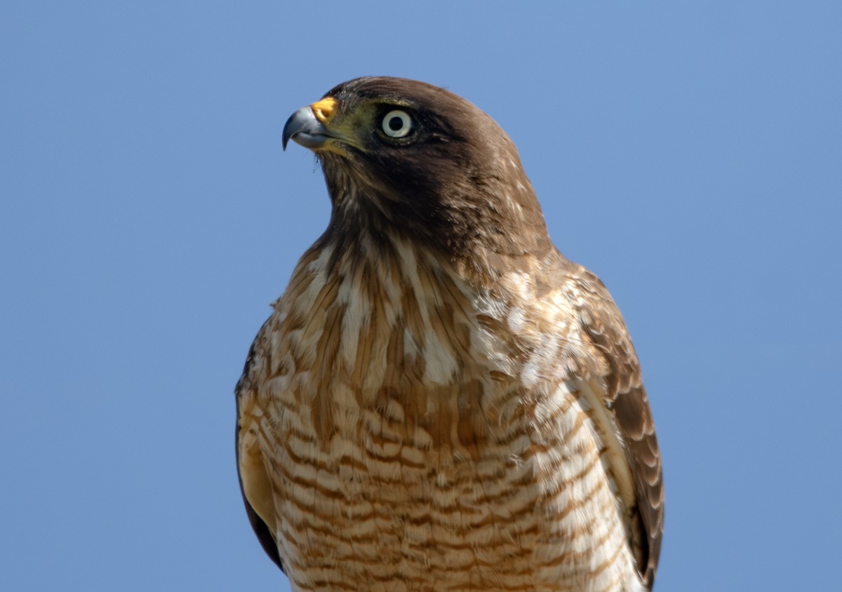 オオハシノスリ - ML650481023