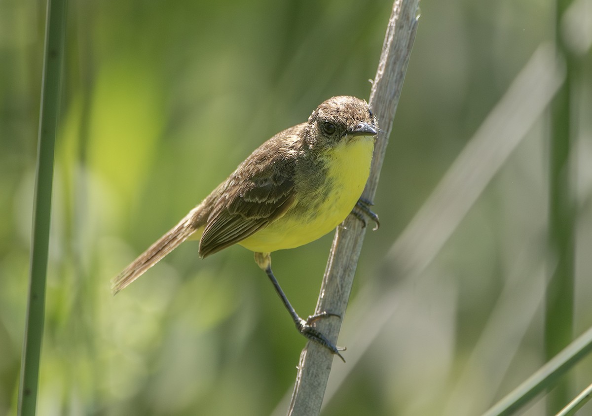 キバラムシクイタイランチョウ - ML650481039