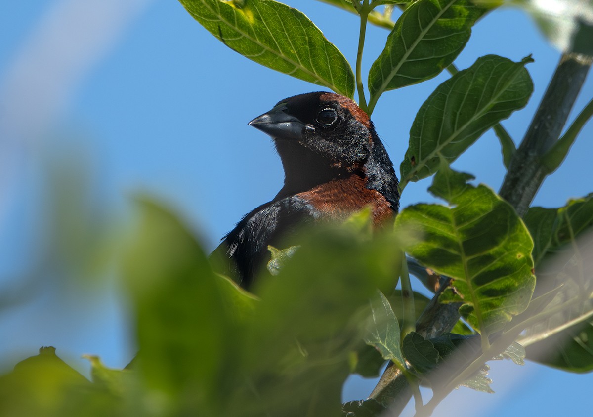 チャガシラハゴロモガラス - ML650481045