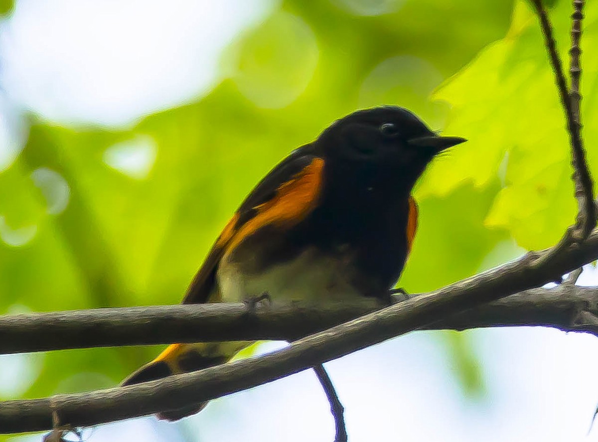 Горихвостковая древесница - ML650481075