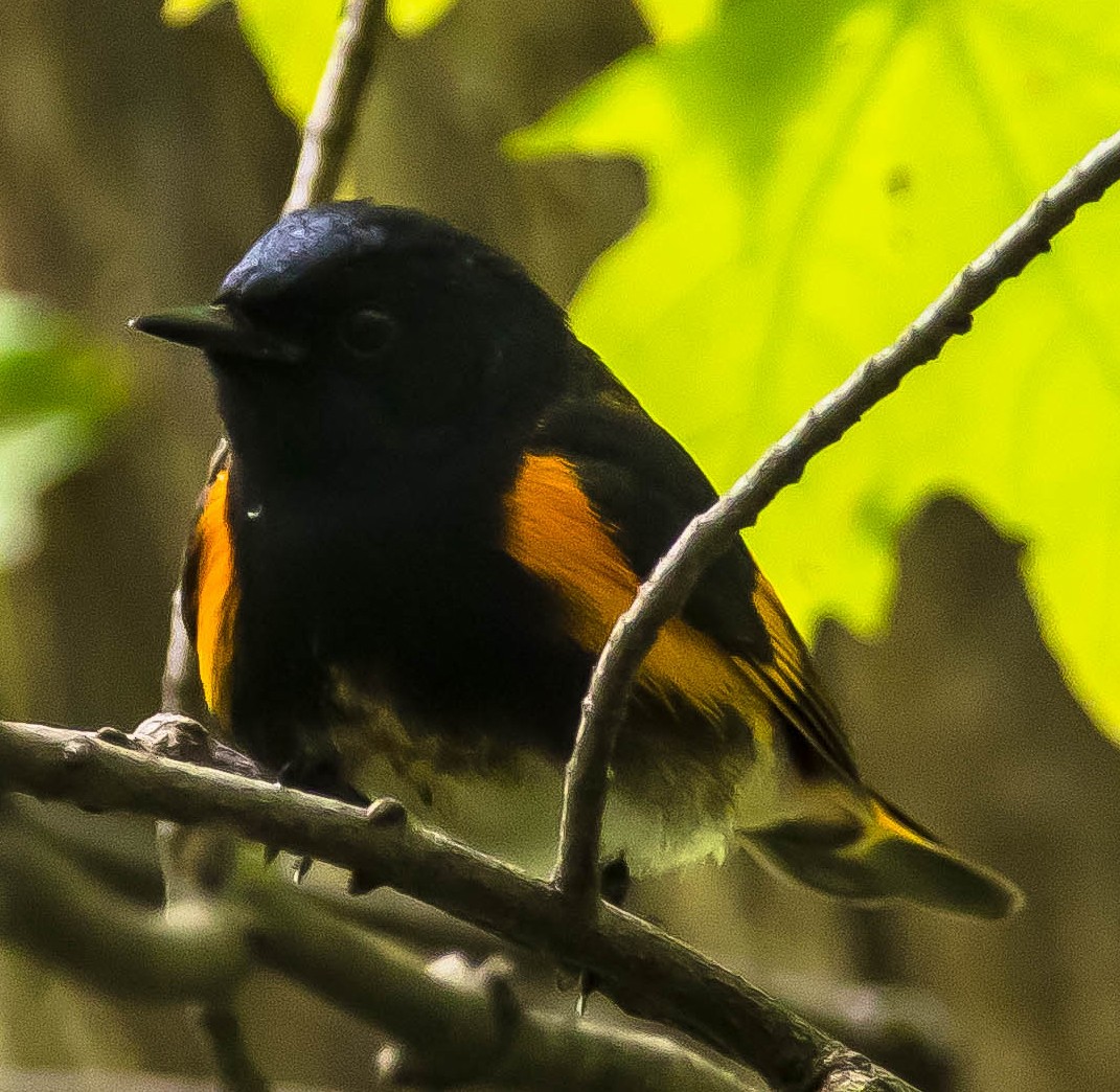 Горихвостковая древесница - ML650481076