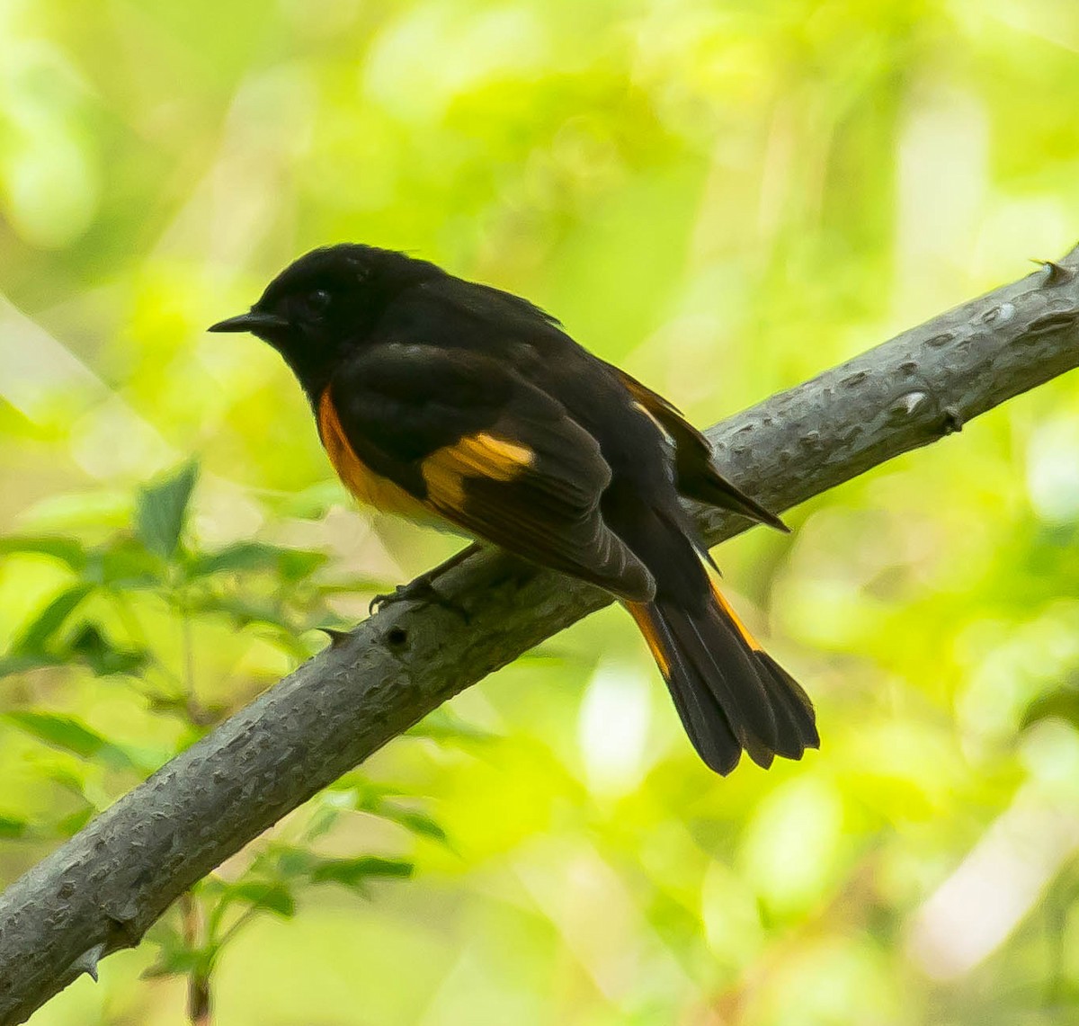 Горихвостковая древесница - ML650481077