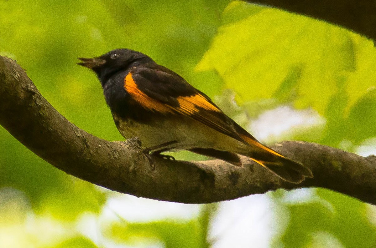 Горихвостковая древесница - ML650481078