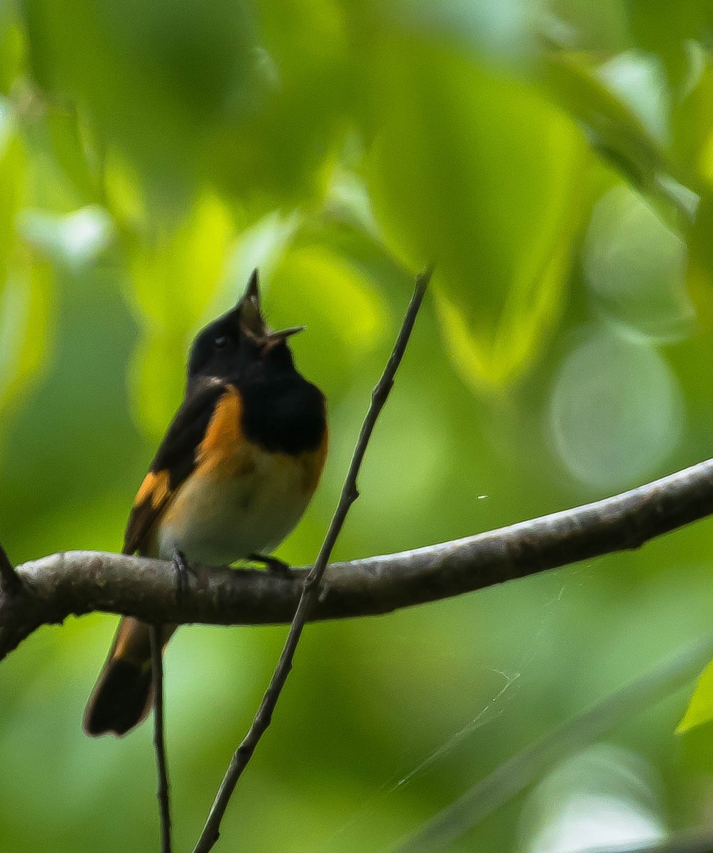 Горихвостковая древесница - ML650481079