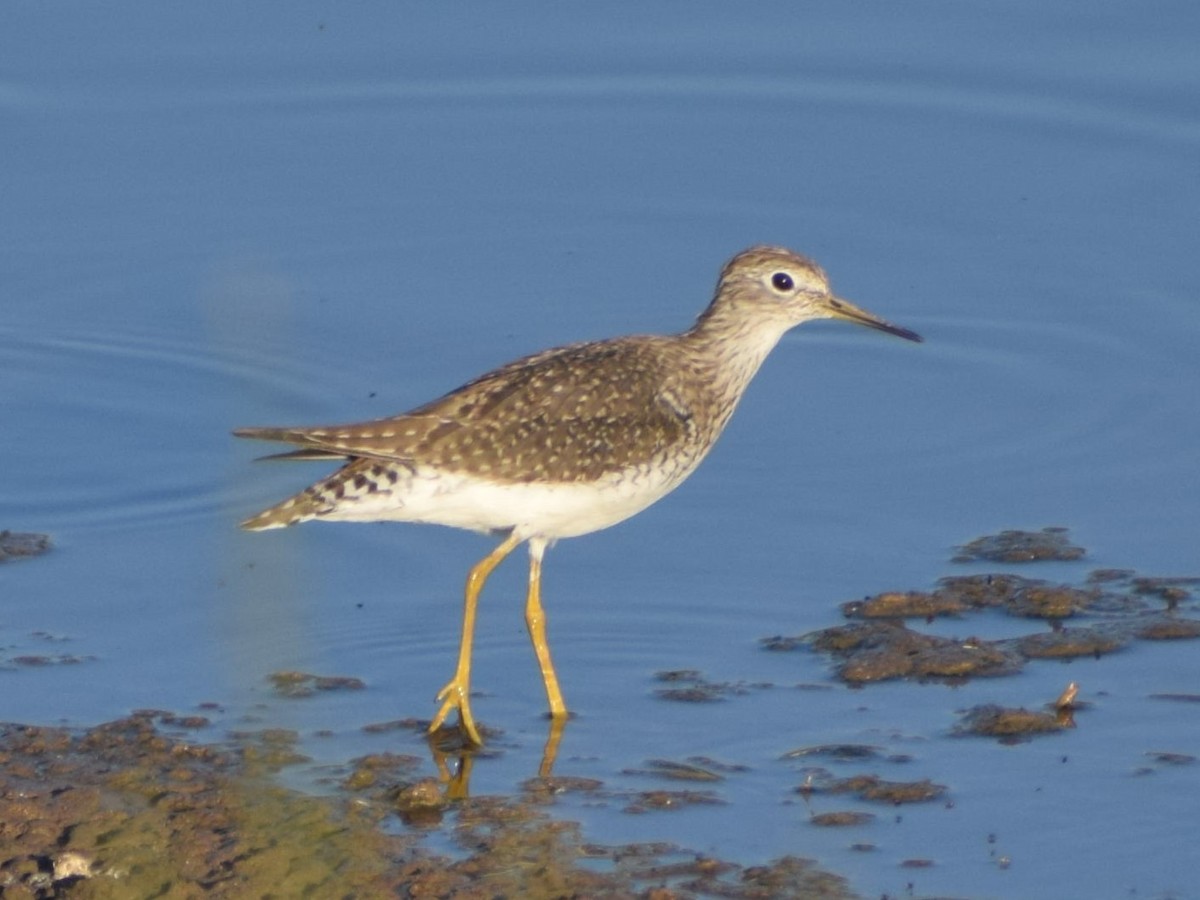 Einsiedelwasserläufer - ML650481081