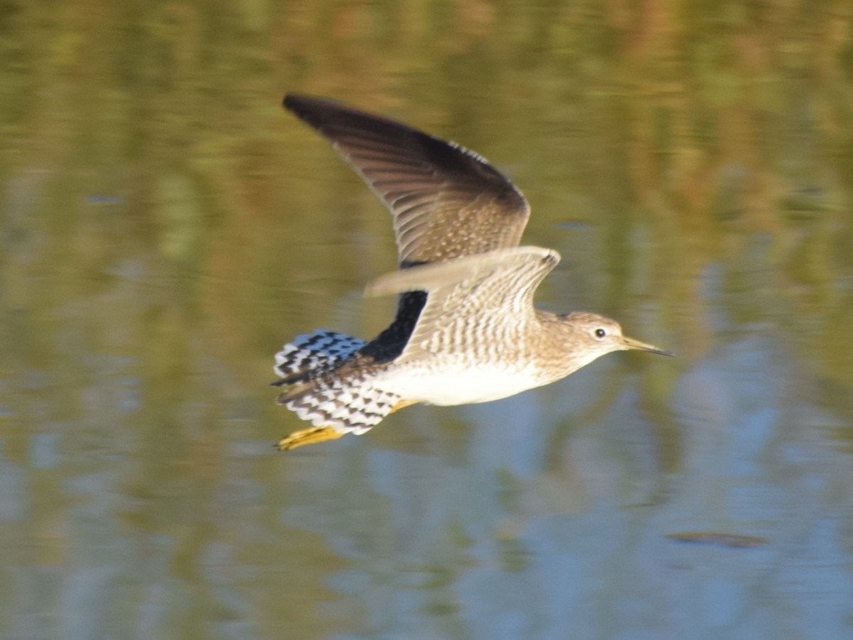 Einsiedelwasserläufer - ML650481082