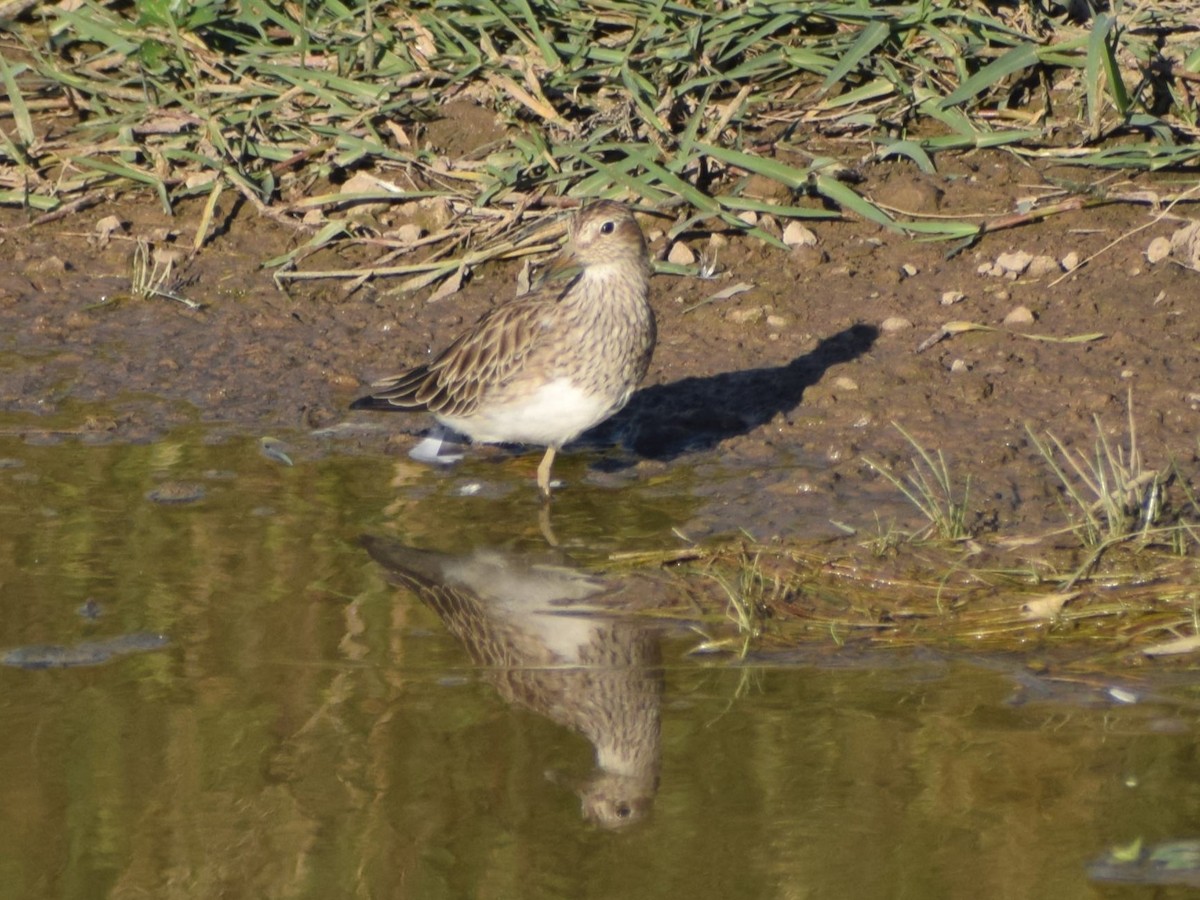 Txirri pektorala - ML650481088