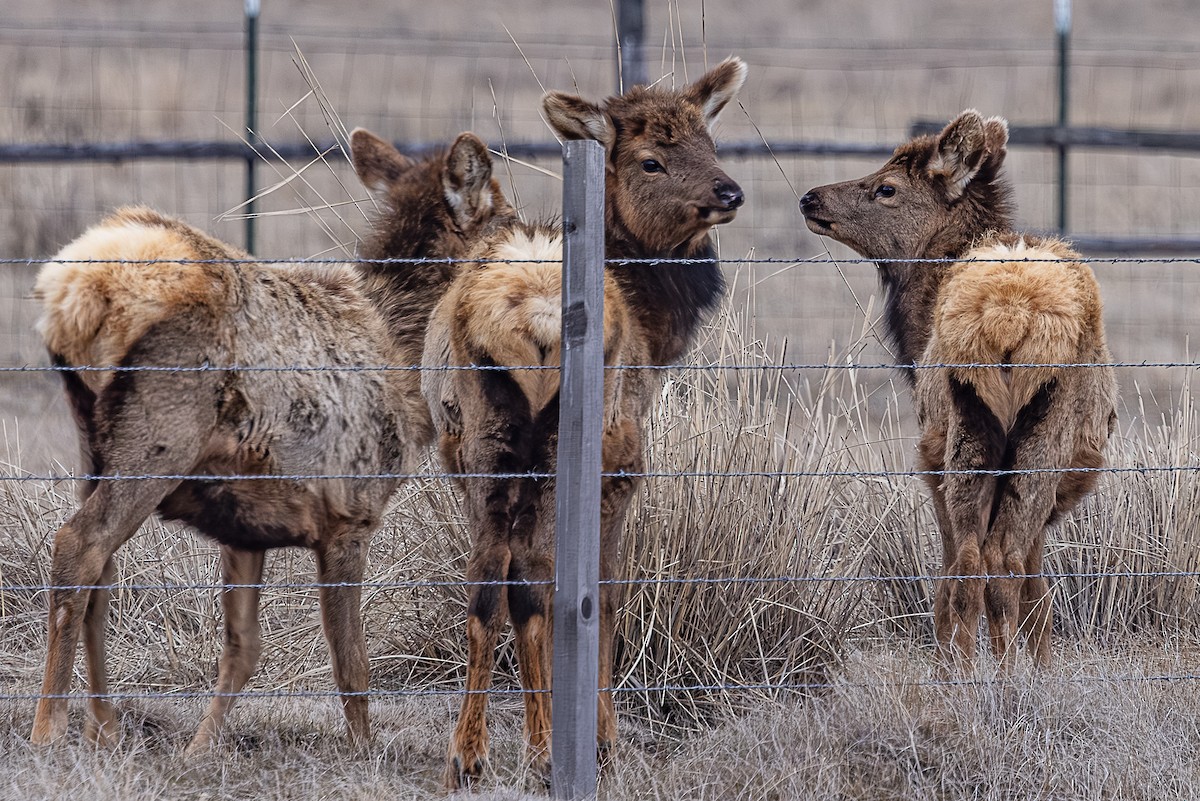 American Elk - ML650481115