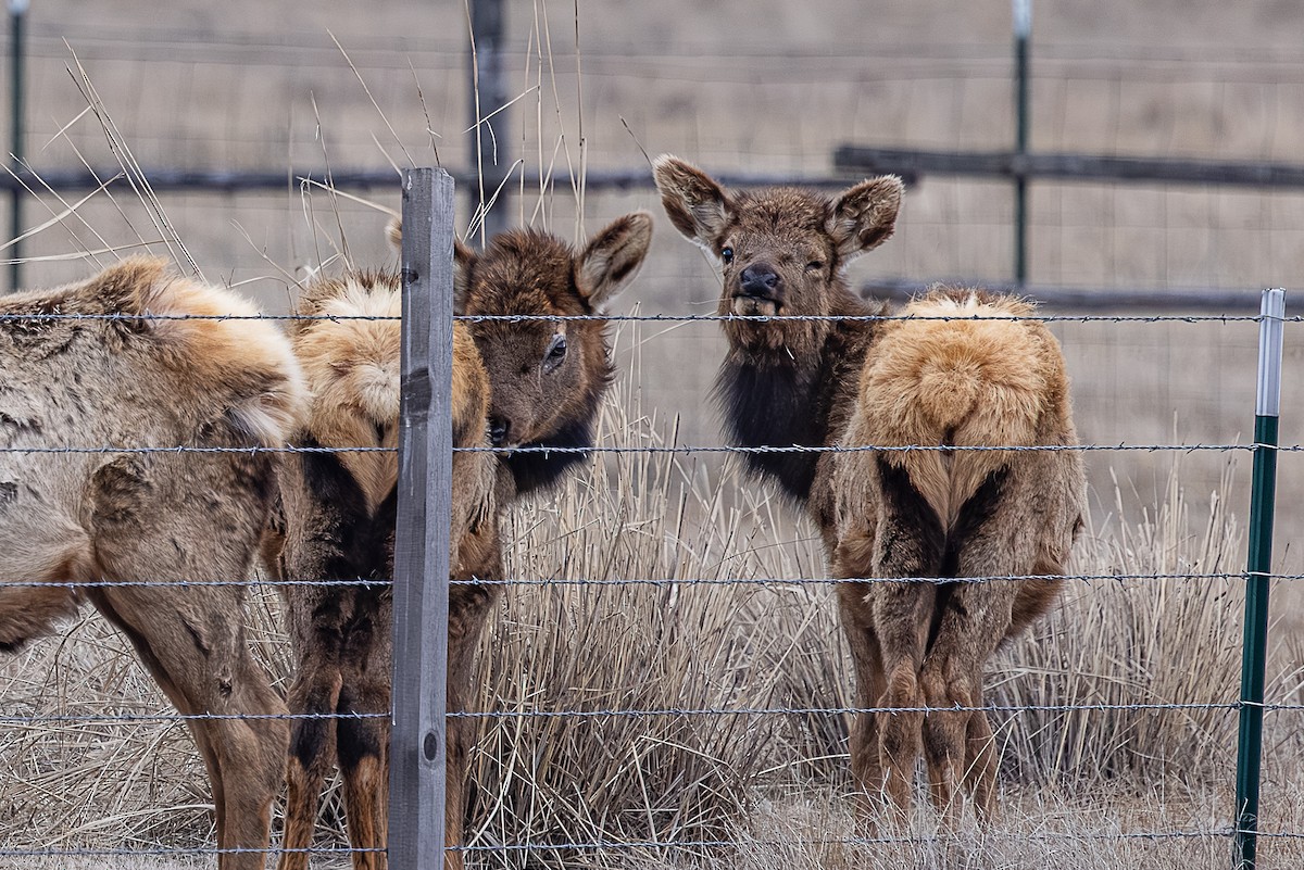 American Elk - ML650481116