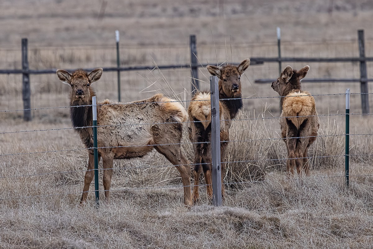 American Elk - ML650481117