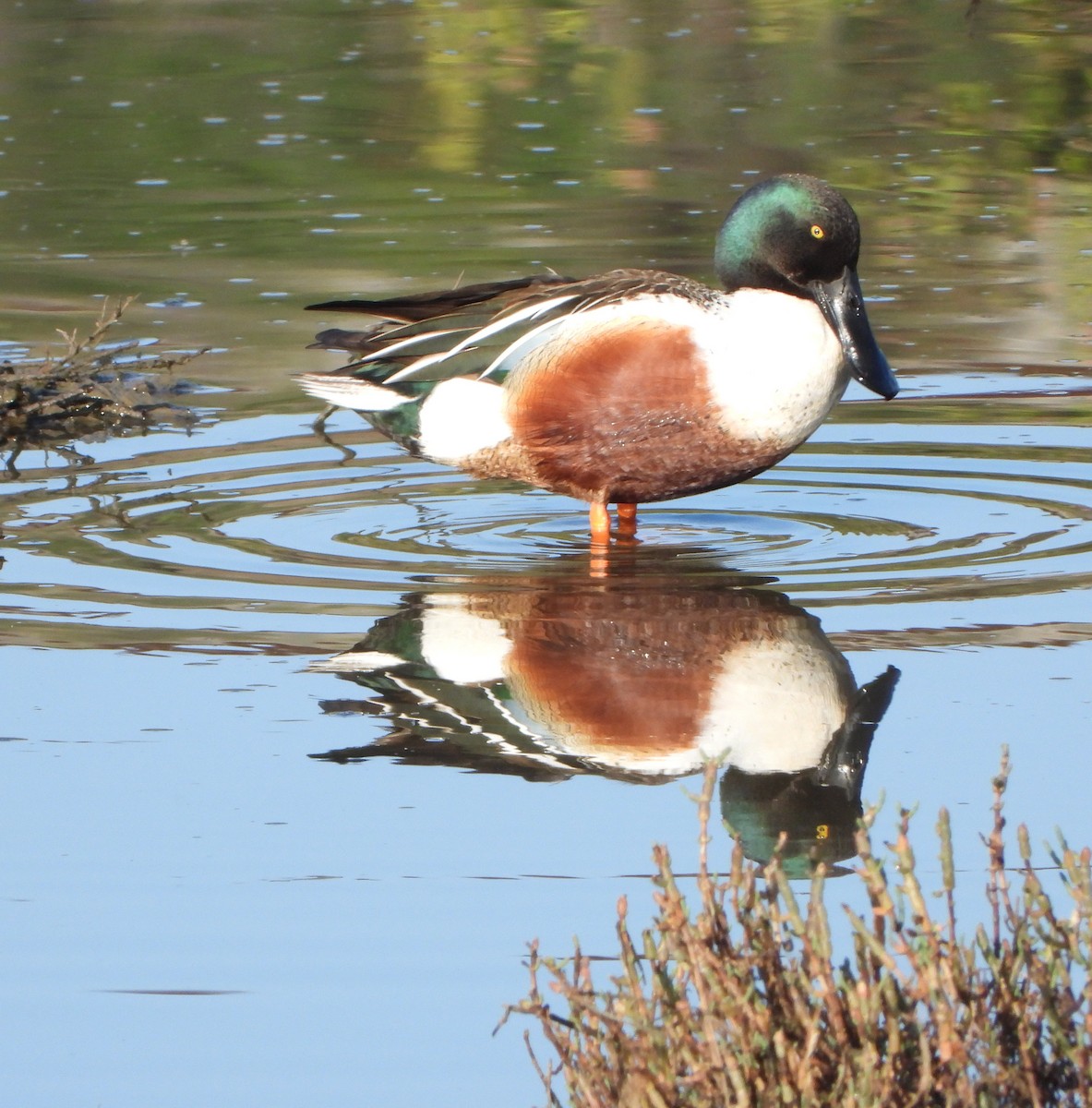 Широконоска - ML650481189