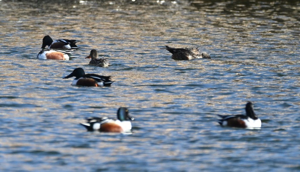 Широконоска - ML650481230