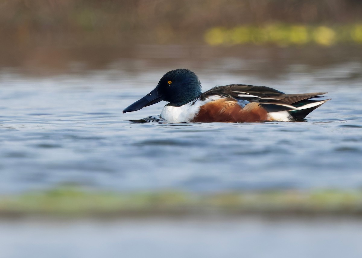 Широконоска - ML650481496