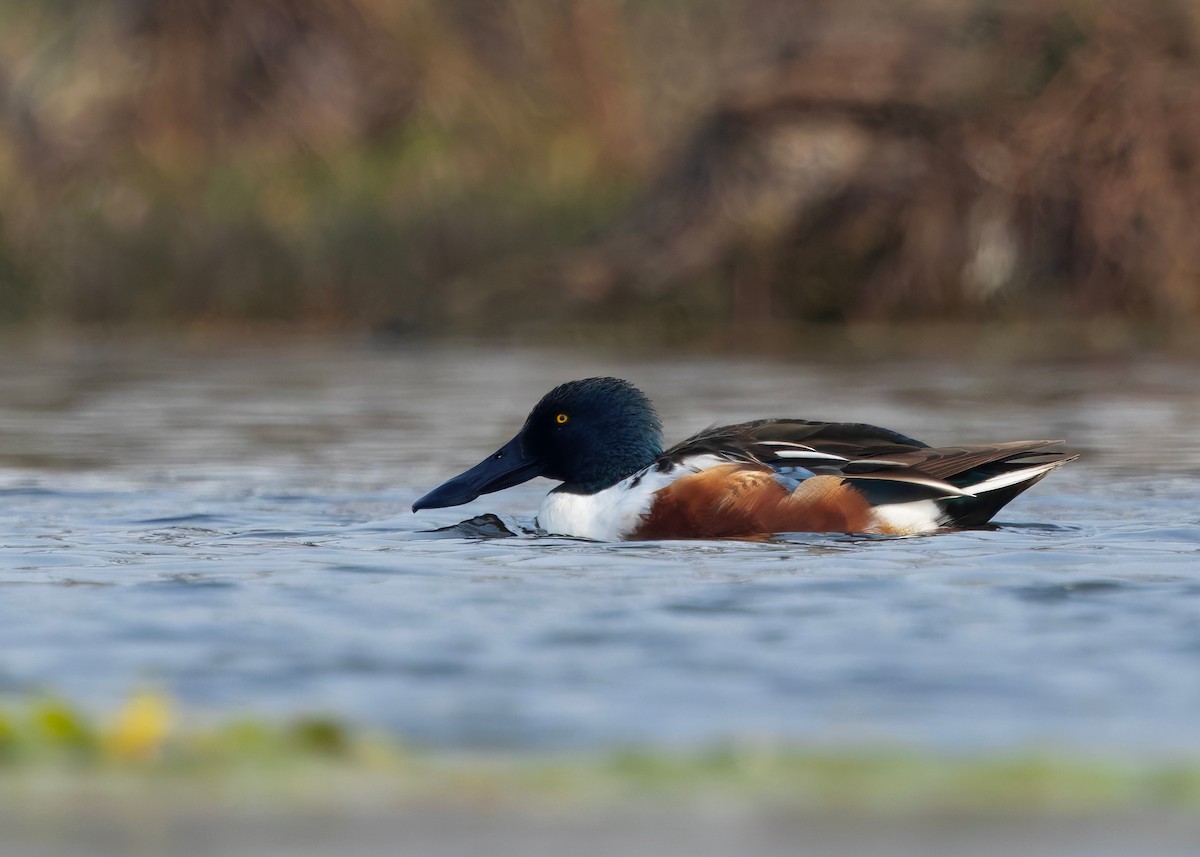 Широконоска - ML650481497