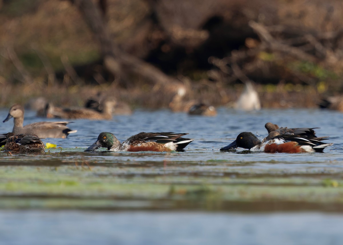 Широконоска - ML650481498