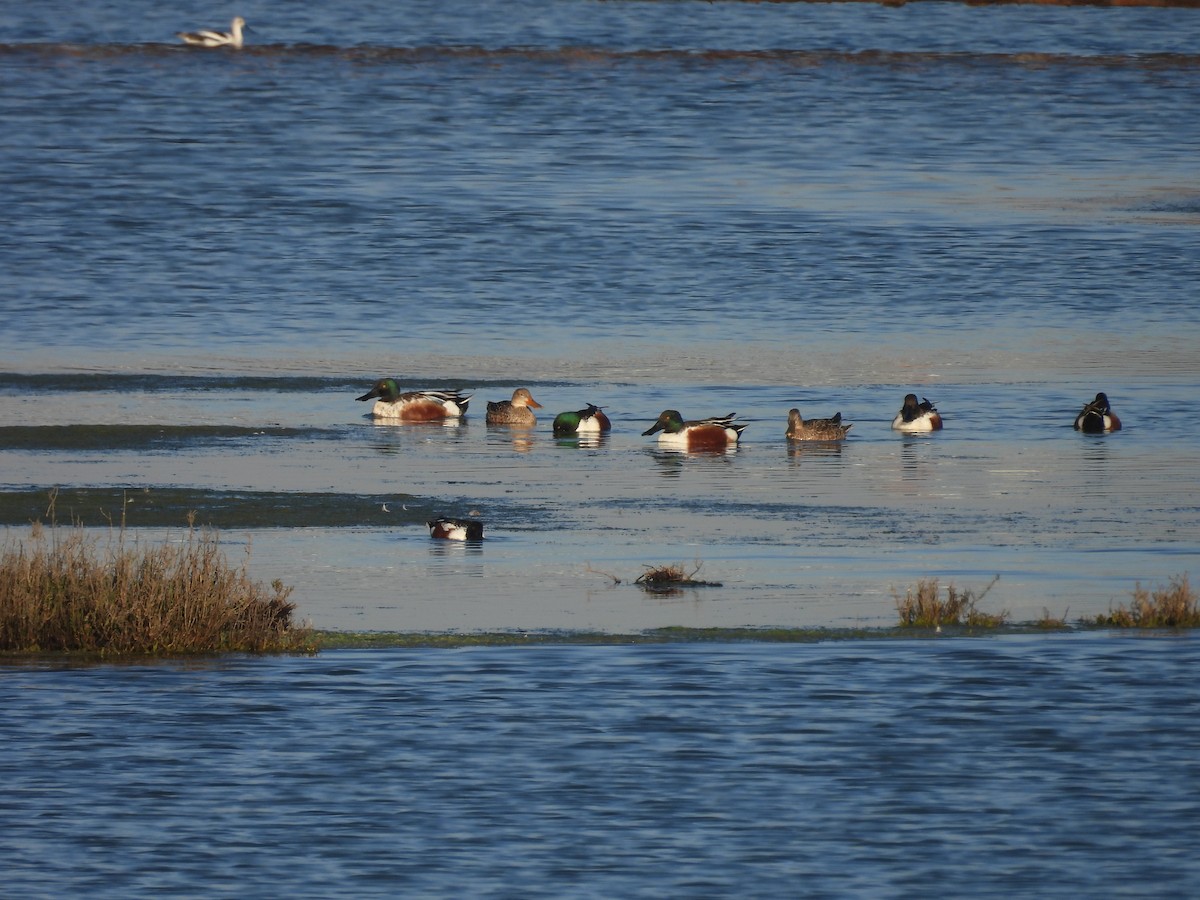 Широконоска - ML650481611