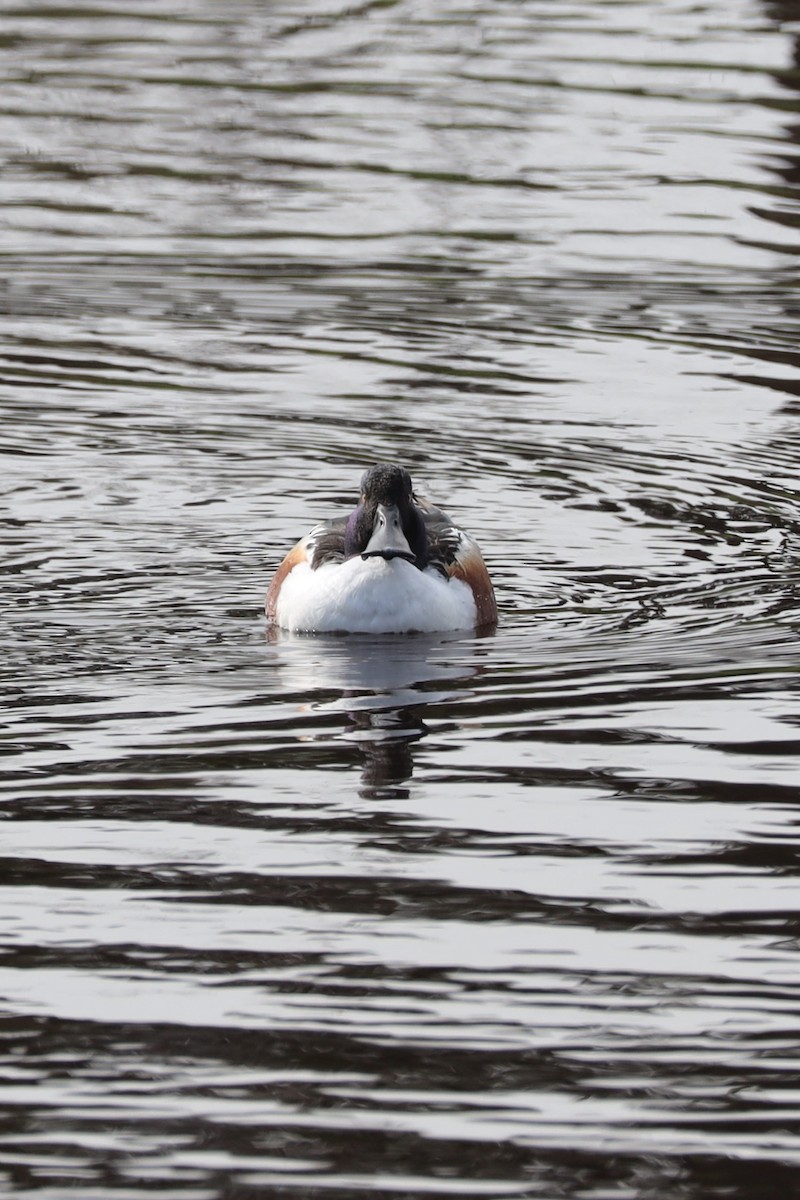 Широконоска - ML650481772