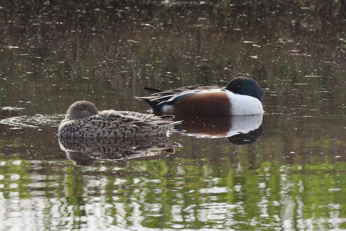 Широконоска - ML650481784