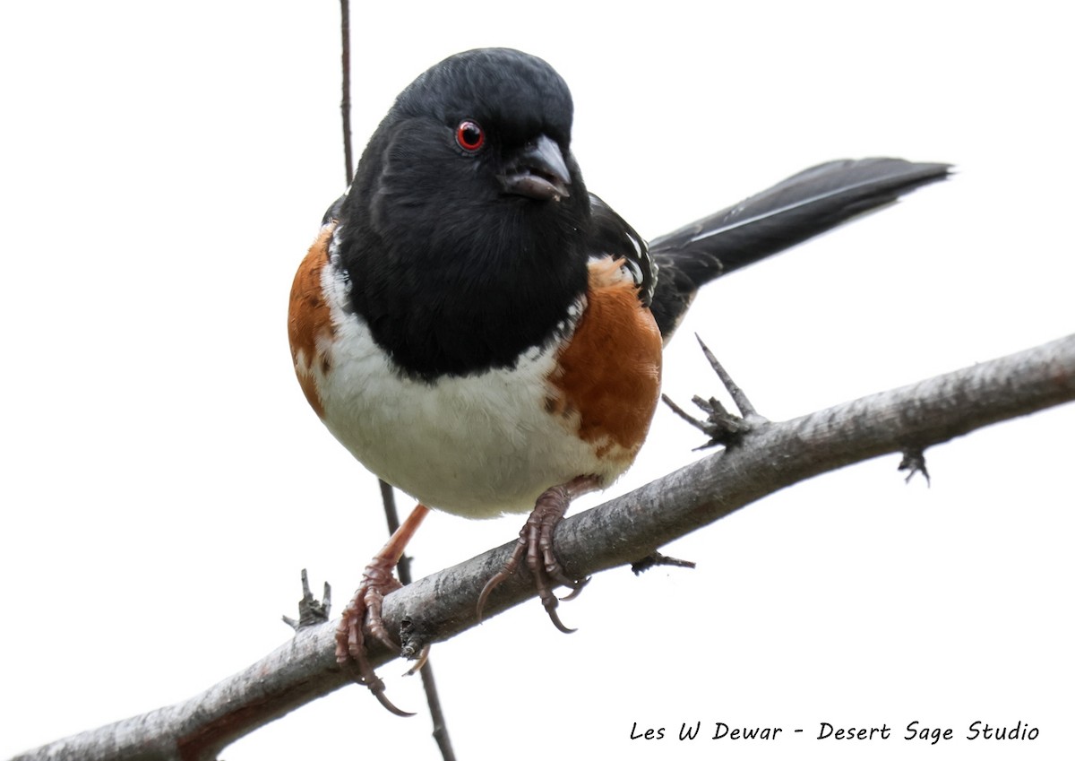 flekktovi - ML650481805