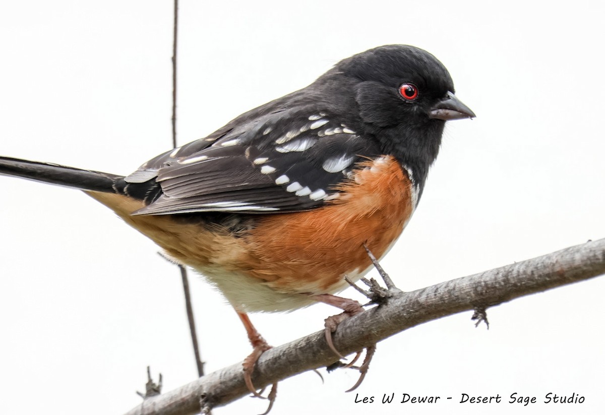 flekktovi - ML650481806